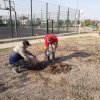День древонасаждений